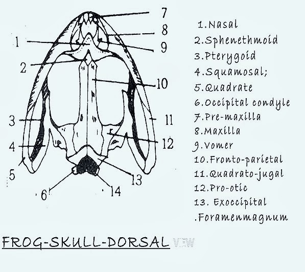 PECTORAL GIRDLE-REPTILE-BIRD-MAMMAL- COMPARATIVE ANATOMY