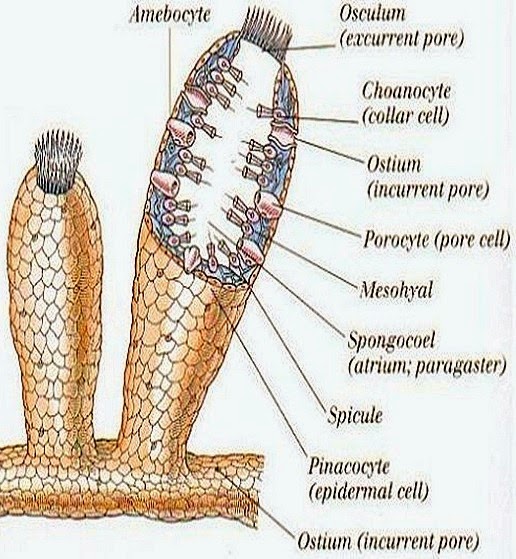 Sponge, Definition, Features, Reproduction, & Facts