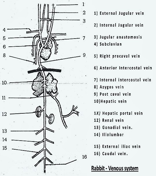 venous-system-rabbit-mammal-19-.jpg