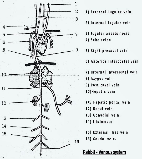 external jugular vein frog