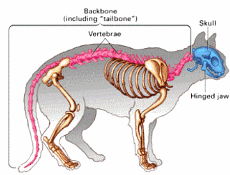 vertebrates-10-.gif