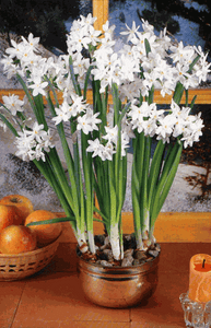Paperwhite Flower Bulbs