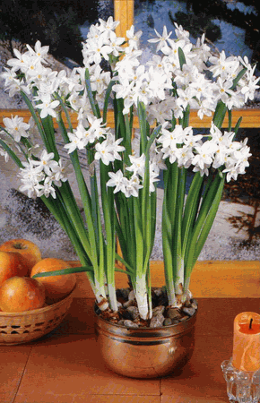 Paperwhite Flower Bulbs