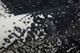 8927F Black/White Rug | BeBoldFurniture