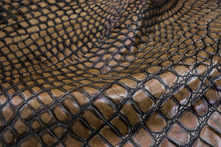 Dark Toffee Tortoise