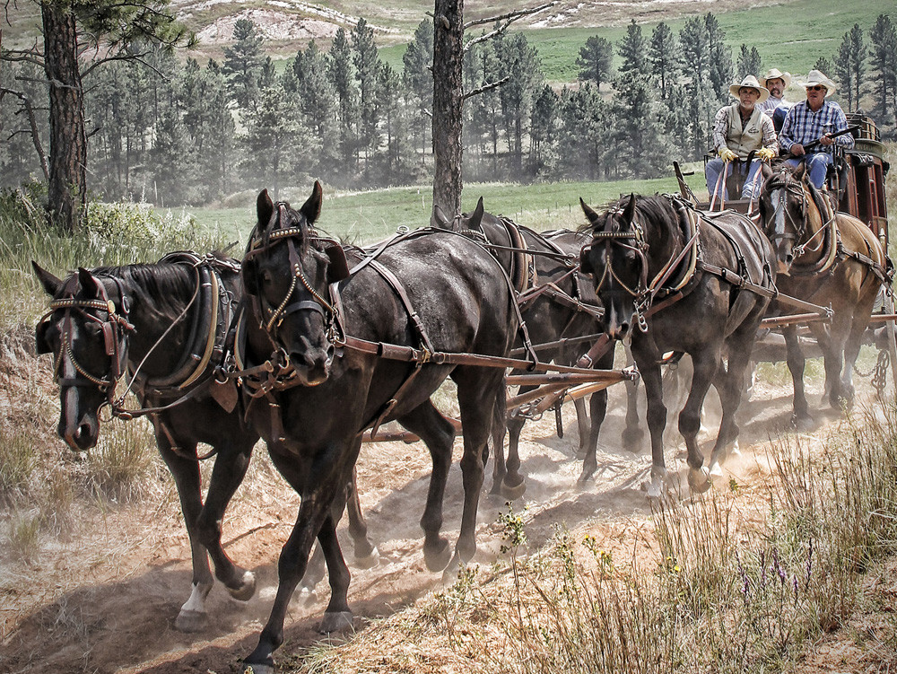 stagecoach_harness__09263.