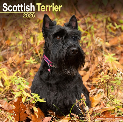 Scottish Terrier Calendar 2026  Square Dog Breed Wall Calendar - 16 Month 9781804606865 Calendar