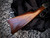 Cimarron Model 1894 Lever Action Carbine 30-30, 20" Barrel, Walnut Furniture CA2905