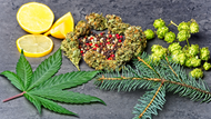 It's All About The Terps: Common Terpenes in Cannabis