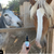 CBD Oil For Horses, 1500mg 60ml