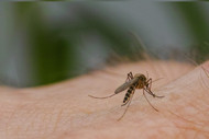 How to Keep Insects & Bugs Away While Camping