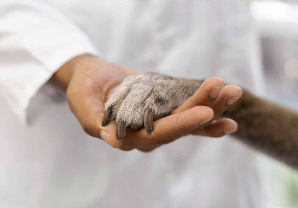 Salud animal en Farmacia Porta de la mar en Valencia