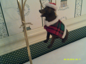 KURT ADLER-2023- CHOCOLATE BROWN LABRADOR RETREIVER ORNAMENT-NEWW