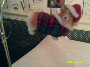 KURT ADLER- PET PARADE ORNAMENT- WELSH CORGI-NEW