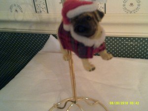 KURT ADLER- PET PARADE- TAN PUG-NEW