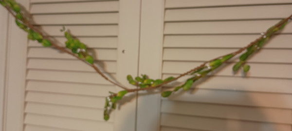 KURT ADLER-5'L WIRED MISTLETOE GARLDAND-2025-NEW IN PACKAGE.