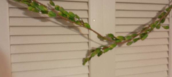 KURT ADLER-5'L WIRED MISTLETOE GARLDAND-2025-NEW IN PACKAGE.