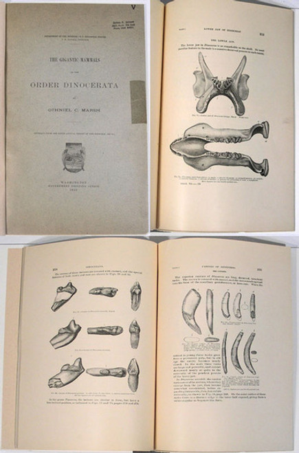 Rare Paleontology Book: Marsh, Othniel C.; The Gigantic Mammals of the Order Dinocerata. 1885.