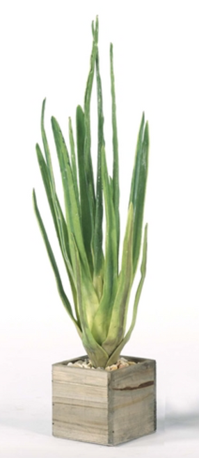 Tall Succulent Plant in Wood Box