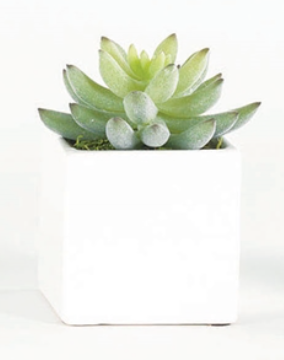 Square Succulent Plant in Box- BLACK