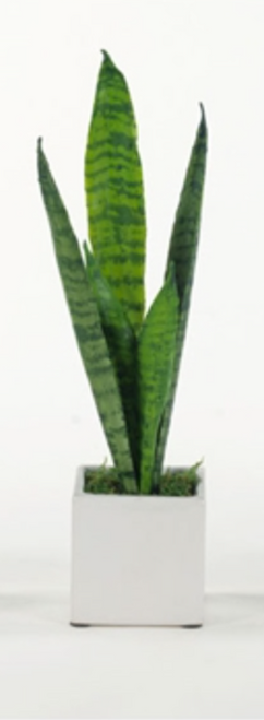 Artificial Tall Sansevieria Plant in White Cube