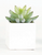 Square Succulent Plant in Box- BLACK