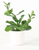 Tall Succulent Plant in Planter- WHITE