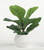 Artificial Fig Leaf Plant in White Pot