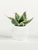 Artificial Short Sansevieria Plant in White Pot