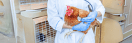 Bird Flu Detection: Choosing the Best Swab for Accurate Results