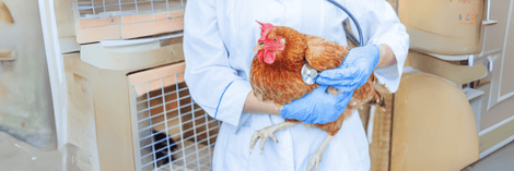 Bird Flu Detection: Choosing the Best Swab for Accurate Results Bird Flu Detection: Choosing the Best Swab for Accurate Results