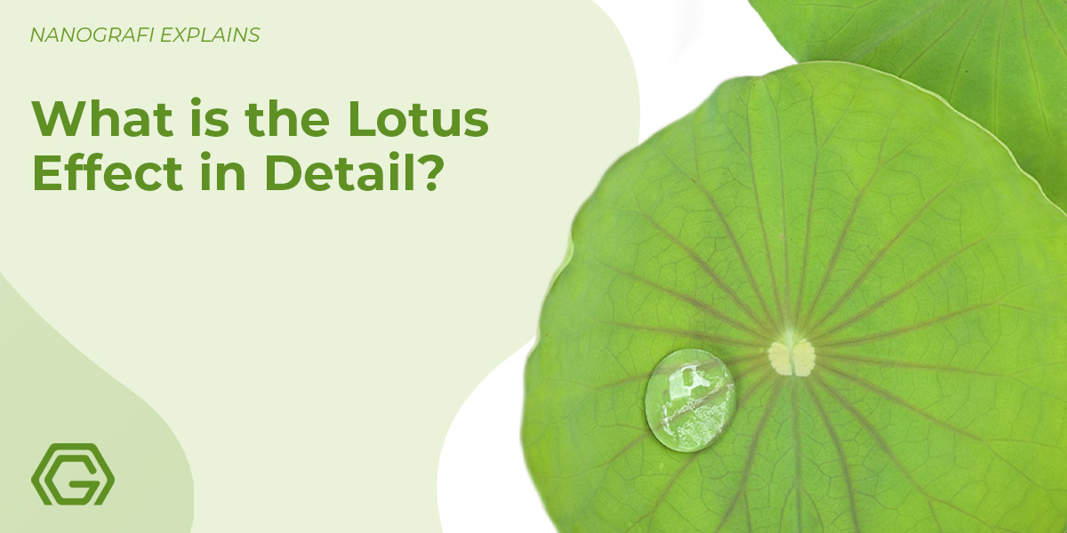 ​What is The Lotus Effect in Detail? An Example of SiO2 and Other Hydrophobic Materials