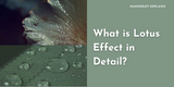 ​What is the lotus effect in detail? An example of SiO2 and other hydrophobic materials.