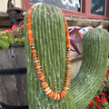 26" Graduated Orange Spiny Oyster Necklace WHC-4