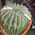 26" Graduated Orange Spiny Oyster Necklace WHC-4