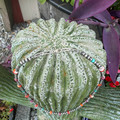 16" Mixed Spiny Oyster & Turquoise Heishi Sterling Silver Pearl Necklace 123Z-16