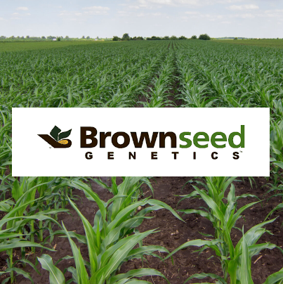 Brown Seed Genetics