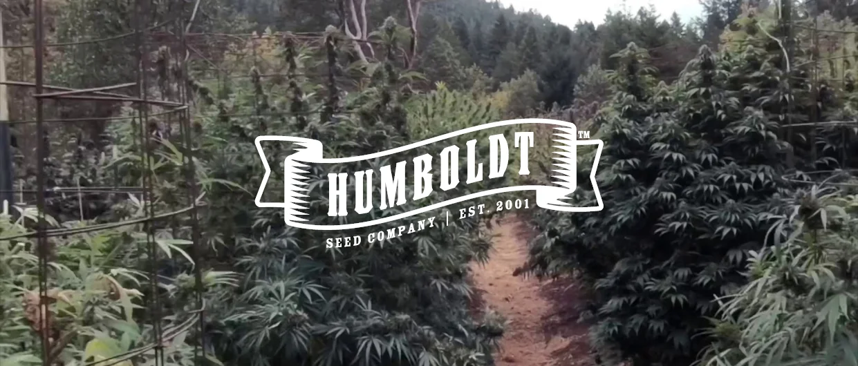 Humboldt Seed Company &mdash; the company&rsquo;s wordmark over an outdoor cannabis grow