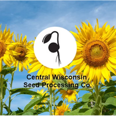 Central Wisconsin Seed Processing Co. &mdash; sunflowers in bloom