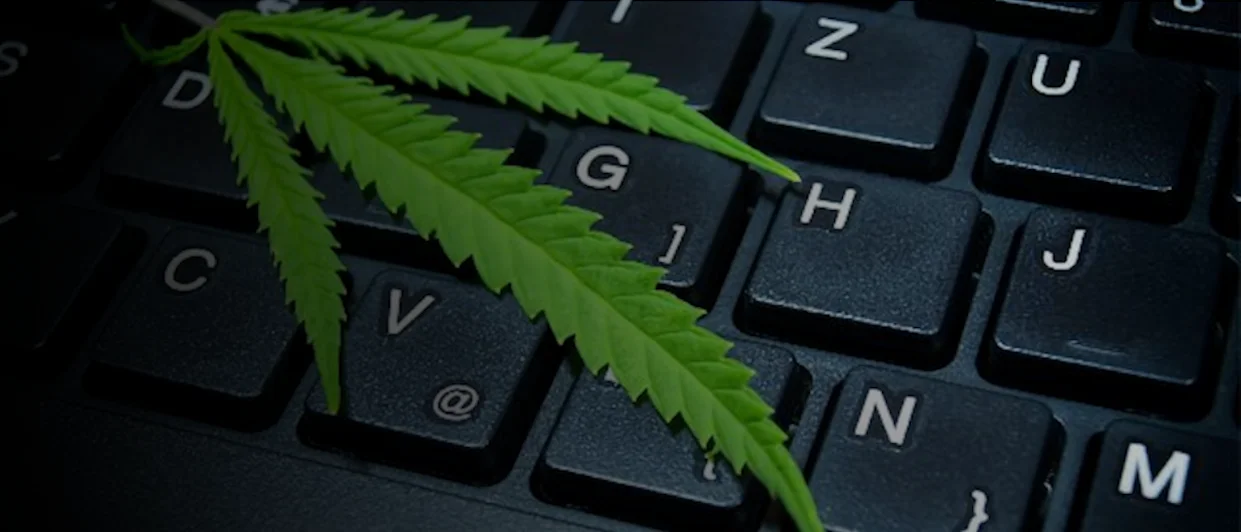 Cannabis and hemp cultivation &mdash; a maturing plant under grow lights