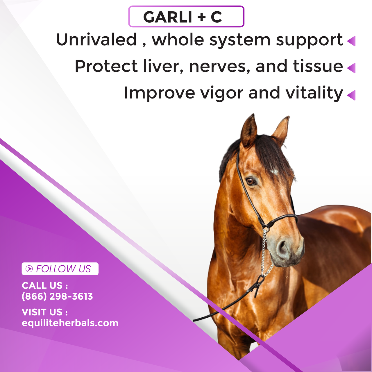 Garli+C by Equilite Herbals: Immune & Respiratory Health