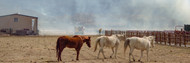 The Effects of Smoke on the Equine Respiratory System and How to Naturally Support Them The Effects of Smoke on the Equine Respiratory System and How to Naturally Support Them