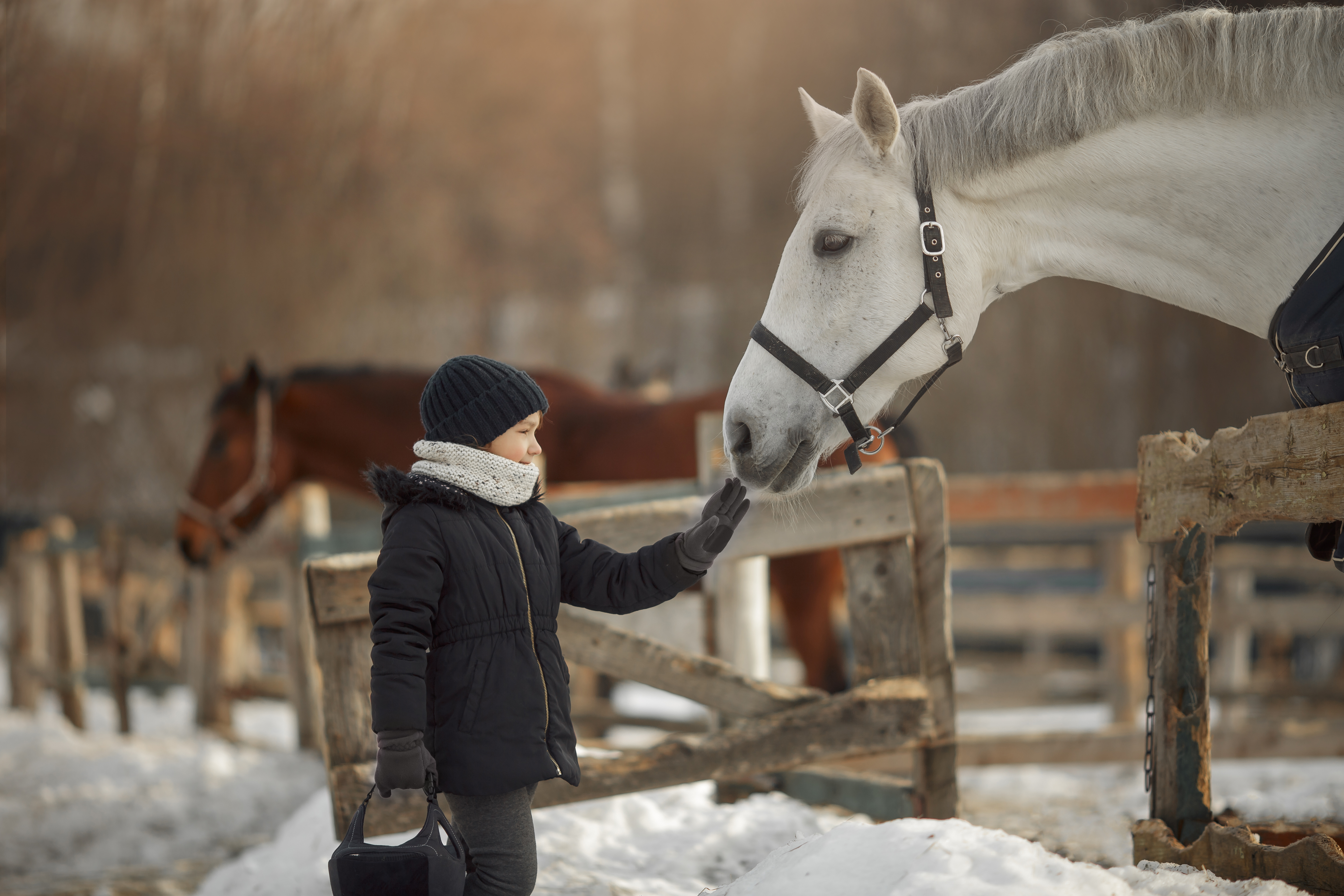Winter Immune Challenges and Protecting Your Horse with Herbs ...