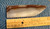 cooked agate preshape #2