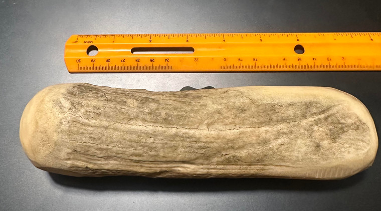 MOOSE ANTLER BILLET #1