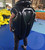 (K) Made to Order- Inflatable Buckle Vest