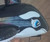 (K) Inflatable “Blimp”  Whale Toy (with optional SPH)