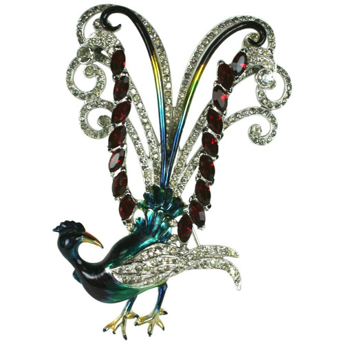 Coro Bird of Paradise Lyre Bird