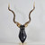 Kudu Staghorn Sculpture by Roberto Esteves for Karl Springer
