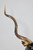 Kudu Staghorn Sculpture by Roberto Esteves for Karl Springer